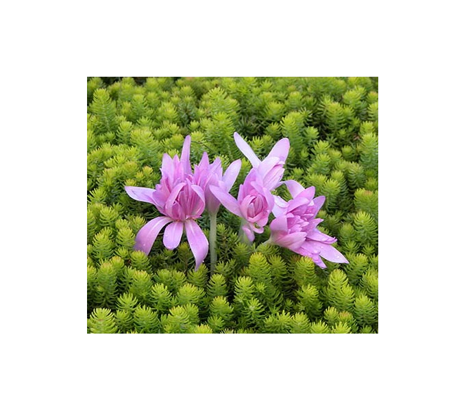 Colchicum 'Waterlily' 4 Colchicum 'Waterlily' - Image 2