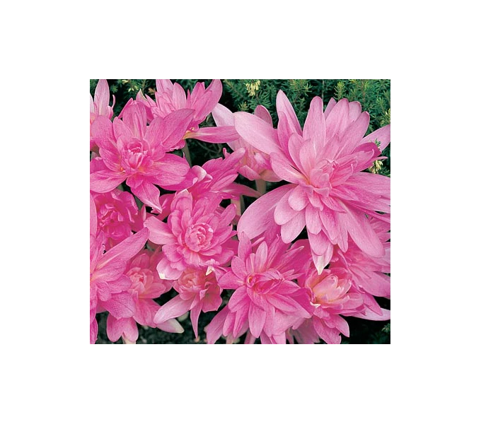 Colchicum 'Waterlily' 5 Colchicum 'Waterlily' - Image 3