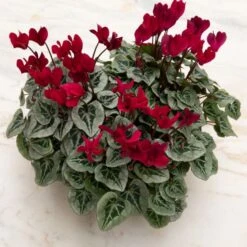 Cyclamen Silverleaf Deep Magenta, 4 Pots In Metal Bowl