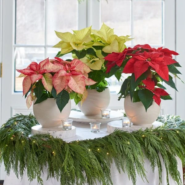 Poinsettia Premium Picasso In Cream Ceramic Cachepot 4 Poinsettia Premium Picasso In Cream Ceramic Cachepot - Image 2