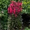 Lobelia Speciosa Starship™ Deep Rose 1 Lobelia Speciosa Starship™ Deep Rose -Planticaa Sales Store x600 23635