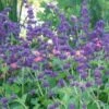 Salvia Verticillata 'Purple Rain' 2 Salvia Verticillata 'Purple Rain' -Planticaa Sales Store x600 23655
