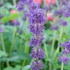 Salvia Verticillata 'Purple Rain' 7 Salvia Verticillata 'Purple Rain' -Planticaa Sales Store x600 23657