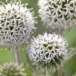 Echinops Sphaerocephalus 'Arctic Glow' -Planticaa Sales Store x600 23674