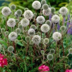 Echinops Sphaerocephalus 'Arctic Glow' -Planticaa Sales Store x600 23675