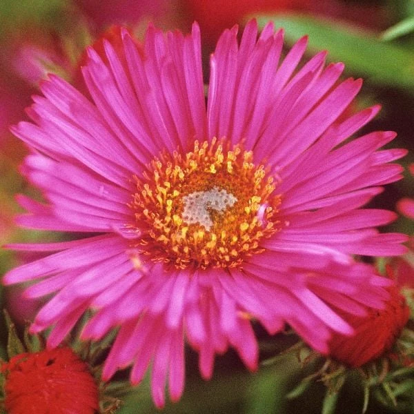 Symphyotrichum Novae-angliae 'Alma Potschke' 4 Symphyotrichum Novae-angliae 'Alma Potschke' - Image 2