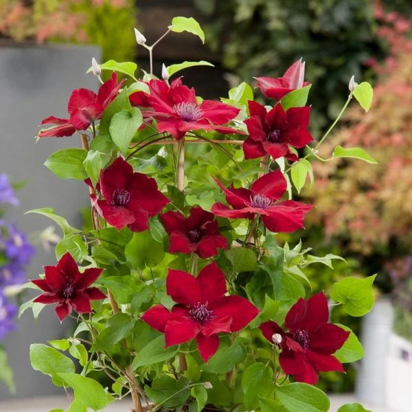 Clematis Nubia™ Boulevard® 3 Clematis Nubia™ Boulevard®