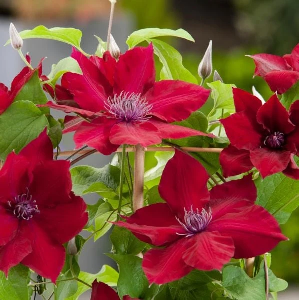 Clematis Nubia™ Boulevard® 4 Clematis Nubia™ Boulevard® - Image 2