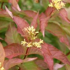 Diervilla Kodiak® Orange -Planticaa Sales Store x600 23787