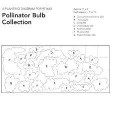 Pollinator Bulb Collection 12 Pollinator Bulb Collection -Planticaa Sales Store x600 23961