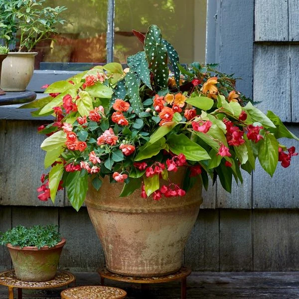 Cretan Pot Glastra 3 Cretan Pot Glastra