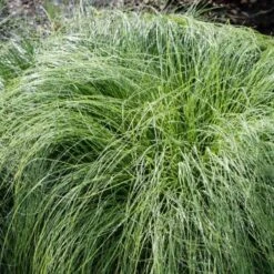 Ornamental Grass: Sporobolus Heterolepis 6 Ornamental Grass: Sporobolus Heterolepis -Planticaa Sales Store x600 24219