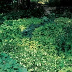 Emerald Isle Hosta Collection -Planticaa Sales Store x600 24290