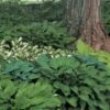 Emerald Isle Hosta Collection -Planticaa Sales Store x600 24291 1