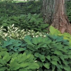 Emerald Isle Hosta Collection