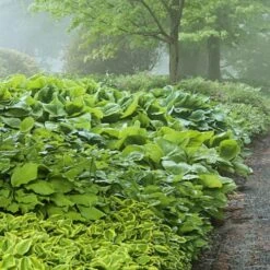 Emerald Isle Hosta Collection -Planticaa Sales Store x600 24292
