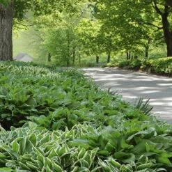 Emerald Isle Hosta Collection -Planticaa Sales Store x600 24294