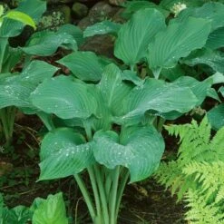 Emerald Isle Hosta Collection -Planticaa Sales Store x600 24295