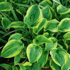 Emerald Isle Hosta Collection -Planticaa Sales Store x600 24296