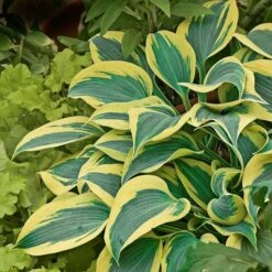 Emerald Isle Hosta Collection -Planticaa Sales Store x600 24298