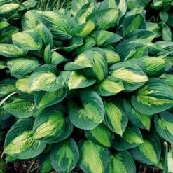 Emerald Isle Hosta Collection -Planticaa Sales Store x600 24299