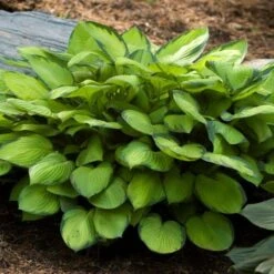 Emerald Isle Hosta Collection -Planticaa Sales Store x600 24300