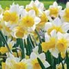 Narcissus 'Golden Echo' -Planticaa Sales Store x600 24370