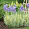 Iris Pallida 'Variegata Aurea' -Planticaa Sales Store x600 24469