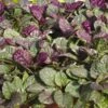Ajuga Reptans 'Burgundy Glow' -Planticaa Sales Store x600 24470