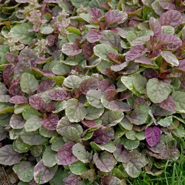 Ajuga Reptans 'Burgundy Glow' 4 Ajuga Reptans 'Burgundy Glow' - Image 2