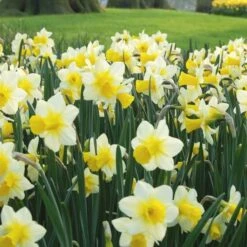 Narcissus 'Golden Echo' -Planticaa Sales Store x600 24505