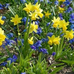 Narcissus 'Tête-à-Tête' -Planticaa Sales Store x600 24508