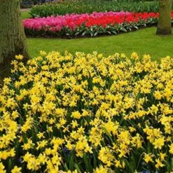 Narcissus 'Tête-à-Tête' -Planticaa Sales Store x600 24511