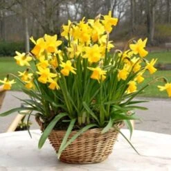 Narcissus 'Tête-à-Tête' -Planticaa Sales Store x600 24514