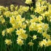 Narcissus 'Minnow' -Planticaa Sales Store x600 24573
