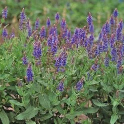 Salvia X Sylvestris 'Blue Hill' -Planticaa Sales Store x600 24587