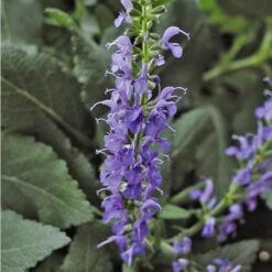 Salvia X Sylvestris 'Blue Hill' -Planticaa Sales Store x600 24588