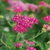 Achillea Millefolium Song Siren™ 'Layla' 1 Achillea Millefolium Song Siren™ 'Layla' -Planticaa Sales Store x600 24622