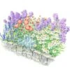 Sustained Splendor Rose & Perennial Garden 2 Sustained Splendor Rose & Perennial Garden -Planticaa Sales Store x600 24623