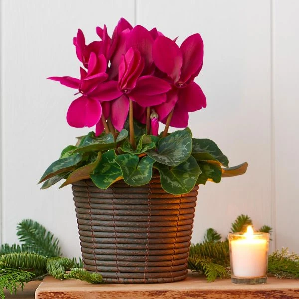 Cyclamen Halios® Purple In Sumatra Basket 3 Cyclamen Halios® Purple In Sumatra Basket