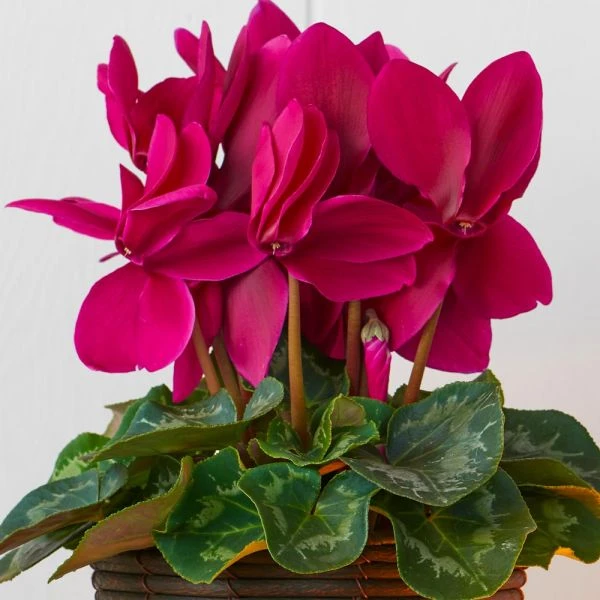 Cyclamen Halios® Purple In Sumatra Basket 4 Cyclamen Halios® Purple In Sumatra Basket - Image 2