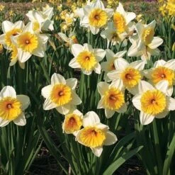 Large-Cupped Daffodil Naturalizing Mix -Planticaa Sales Store x600 24699