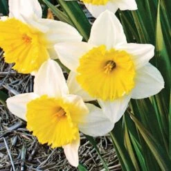 Large-Cupped Daffodil Naturalizing Mix -Planticaa Sales Store x600 24701
