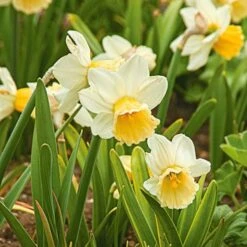 Large-Cupped Daffodil Naturalizing Mix -Planticaa Sales Store x600 24702