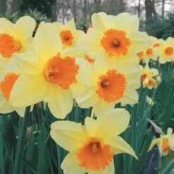 Large-Cupped Daffodil Naturalizing Mix -Planticaa Sales Store x600 24703