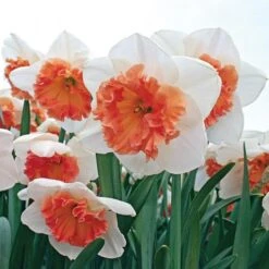 Large-Cupped Daffodil Naturalizing Mix -Planticaa Sales Store x600 24704