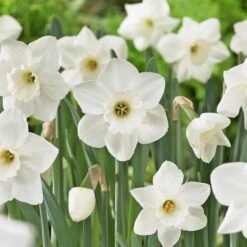 Large-Cupped Daffodil Naturalizing Mix -Planticaa Sales Store x600 24705
