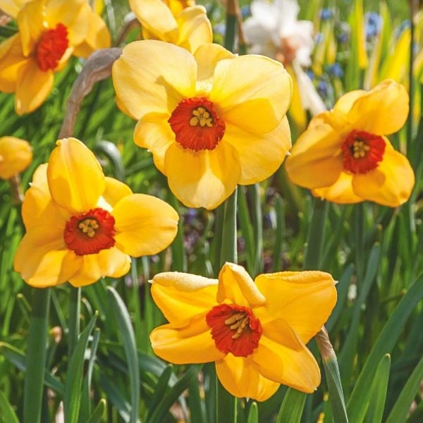 Small-Cupped Narcissus Mix 3 Small-Cupped Narcissus Mix