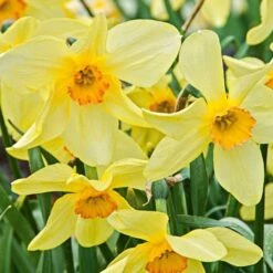 Small-Cupped Narcissus Mix 14 Small-Cupped Narcissus Mix -Planticaa Sales Store x600 24744