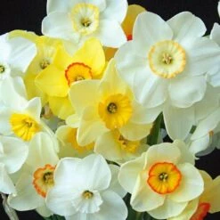 Small-Cupped Narcissus Mix 15 Small-Cupped Narcissus Mix -Planticaa Sales Store x600 24746